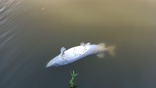 Vissen op snoek in de zomer, zou je dat wel doen?